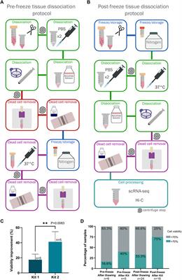 Obtention of viable cell suspensions from breast cancer tumor biopsies for 3D chromatin conformation and single-cell transcriptome analysis